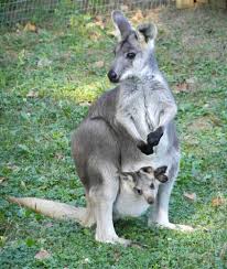 Animal Tracks Aug 14 21 Animal Tracks Animals Cute Animals