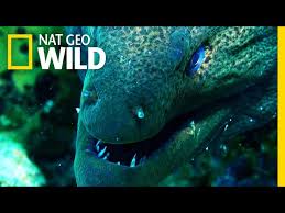 Identifican Una Nueva Especie De Anguila Morena Muy Interesante