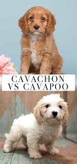 Cavachon Vs Cavapoo What S The Difference Between These Hybrids In 2020 Cavachon Puppies Cavapoo Puppies Cavachon