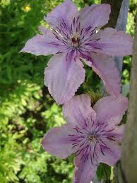 какие цветы посадить на клумбе чтобы цвели все лето фото Kakie Nizkoroslye Cvety Posadit V Klumbu Chtoby Cveli Vse Leto Klumby Cvety Ogorod