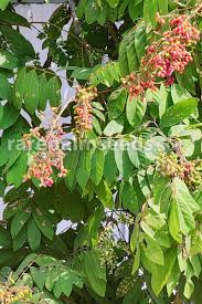 Image result for Lepisanthes