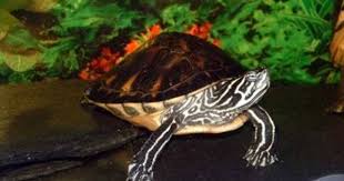 A Guide To Caring For Red Eared Slider Turtles As Pets Turtle Red Eared Slider Turtle Pet Turtle