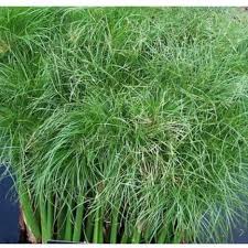 Image result for Cyperus kirkii