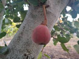 Image result for Ficus sycomorus