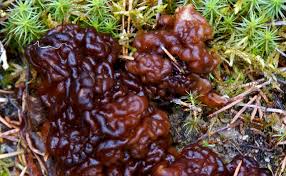 La plus grosse morille du monde. La Morille Un Champignon Rare Tres Prise