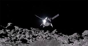 Image result for Astropanax abyssinicus