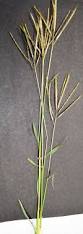 Image result for Dichanthium annulatum