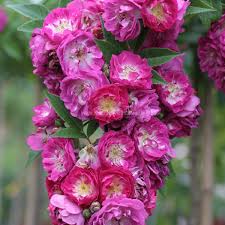 Image result for Stolzia kalkhof-roseae