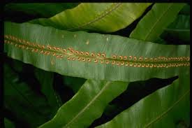 Image result for Oleandra