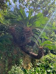 Image result for Cycadaceae