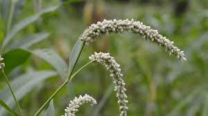 Image result for Persicaria senegalensis