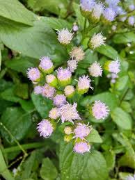 Image result for Ageratum conyzoides