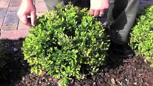 Neither the flowers nor the fruit are ornamentally significant. 16 Luscious Boxwood Varieties With Pictures Care Tips Mymydiy Inspiring Diy Projects