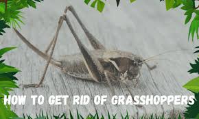 How to keep grasshoppers off petunias? How To Get Rid Of Grasshoppers 2020 The Best Methods
