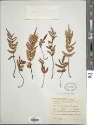 Image result for Pellaea dura