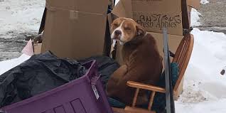 Dog Tossed Out With Trash Was Just Trying To Keep Warm - The Dodo
