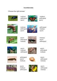 Invertebrate animals fly in the air, crawl in the soil, walk on the land, and inhabit oceans or freshwater lakes and streams. Invertebrtes Worksheet