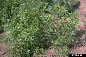 Image result for Lens culinaris