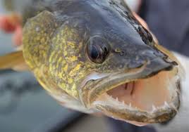 Maybe you would like to learn more about one of these? Gps Trackers Keep An Eye On Lake Erie S Resident Walleye Pittsburgh Post Gazette