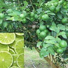 Tanaman limau nipis merupakan salah satu sumber pendapatan alternatif pekebun kecil.limau nipis juga amat banyak kegunaannya.video kali ini menunjukkan berat. Anak Pokok Limau Nipis Shopee Malaysia