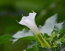 Image result for durman obecný květ