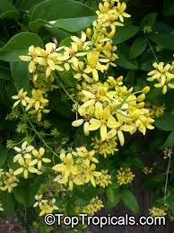 Image result for Tristellateia