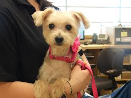 Frannie, Dog Stabbed 19 times, Adopted by First-Responder