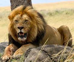 West African Lion Critically Endangered Wild Cats Lion Pictures African Wild Cat