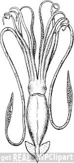Giant squid, giant squid coloring page, giant, squid, giant squids, kraken, krakens, colossal squid, huge squid, tentacles, giant tentacles Squid Engraving Deep Sea Creatures Cool Coloring Pages Deep Sea Animals