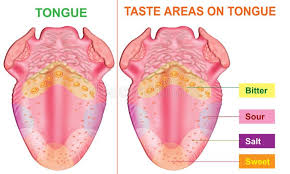 Bitter Taste In My Mouth All Day Taste Areas Of Tongue The Taste Areas On Tongue Mentioned Aff Areas Taste Tongue Mentioned Taste Ad Taste Buds Tasting Anatomy