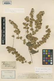 Image result for Dioscorea cotinifolia