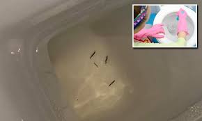 See full list on wikihow.com The Worrying Reason Why These Little Black Worms Swim In Your Toilet Daily Mail Online