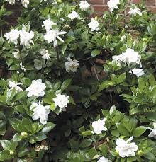 Gardenia Jasminoides Chuck Hayes Common Jasmine There Is Simply No Fragrance On Earth That Epitomizes Subtropical And Tr Jasmine Plant Plants Cool Plants