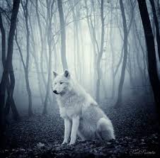 Lonely Wolf Wolf Spirit Animal Animals Beautiful Animals