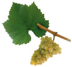 Chardonnay (Morillon)