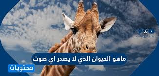 ما هو الحيوان الذي لا يصدر اي صوت موقع محتويات