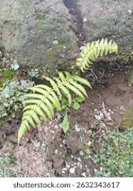 Image result for Woodsiaceae