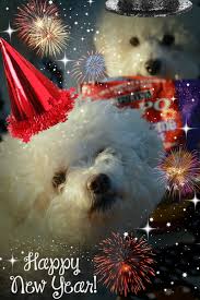 A Happy And Healthy New Year With Wholesome Treats Alpodogbiscuit Happy New Year Dog Dog Tumblr Happy New