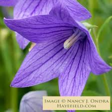 Image result for Kosteletzkya grantii