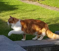 Maybe you would like to learn more about one of these? How To Stop Cats From Coming Into Your Garden Dengarden