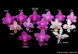 Orchid Phalaenopsis Identification Chart Google Search