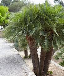 It is possible, however, for these trees to reach a staggering 70 to 100 feet. European Fan Palm Trees For Sale Fastgrowingtrees Com