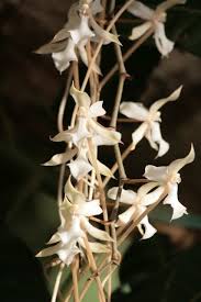 Image result for Aerangis ugandensis