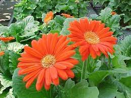 Pin On Gardening And Outdoor
