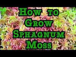 Growing Live Sphagnum Moss Faster Culture Tips To Help It Multiply Moss Flower Care Orchid Care