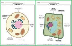 A collection of english esl animals worksheets for home learning, online practice, distance learning and english classes to teach about. Parts Of A Cell Posters