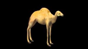 They have good rules for. Camel 1 03 Warlords Battlecry Wiki Fandom