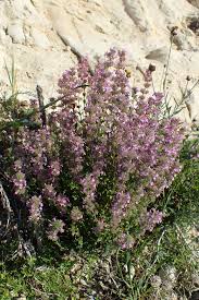 Image result for Micromeria