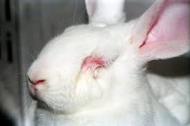 Peta Dove The Body Shop And Others Defend Eu Animal Testing Ban