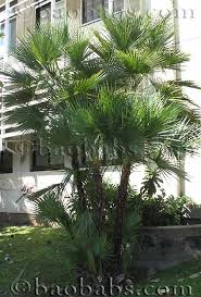 Image result for Acoelorrhaphe wrightii